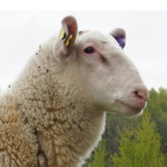 Фото Восточно-Фризской породы овец