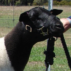 Фото пророды овец Дорпер